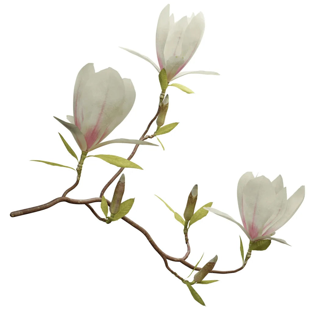 Natural Magnolia Oil